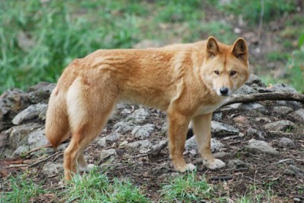 Complexul de Ştiinţe ale Naturii va achiziţiona trei câini dingo în valoare de 1.000 de euro